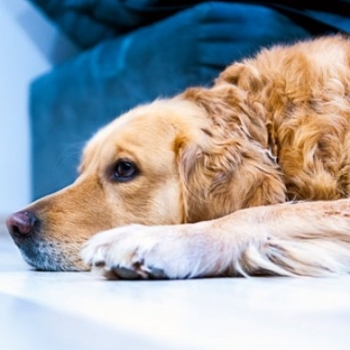 Pet-Friendly Flooring: The Complete Guide for Cat and Dog Owners
